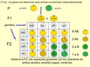 Leyes De Mendel Gen Tica Y Herencia Spanish Ged